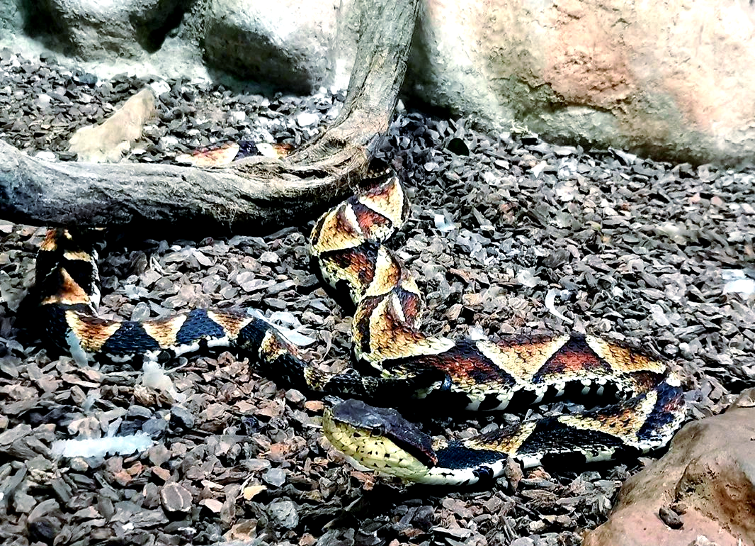 尖吻蝮的前沟牙尖吻蝮,一种具有独特毒牙的毒蛇,其毒牙设计同样引人