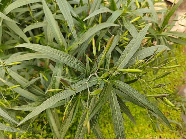蓝实:传统中药的清热解毒功效与应用