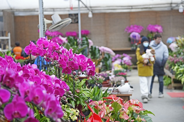武进区夏溪花木市场:多品种年宵花大量上市