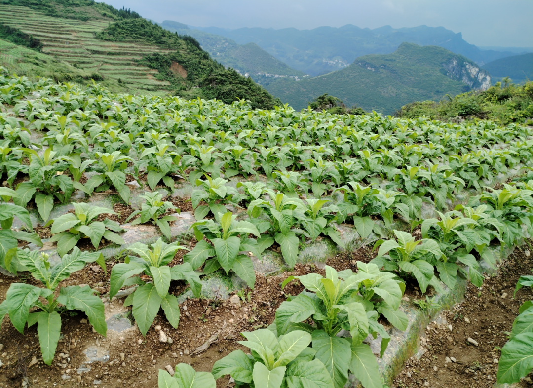 沿河泉坝镇:特色产业蓬勃发展 乡村振兴步履坚实