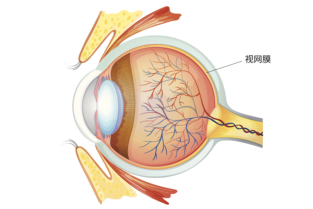 眼睛的结构