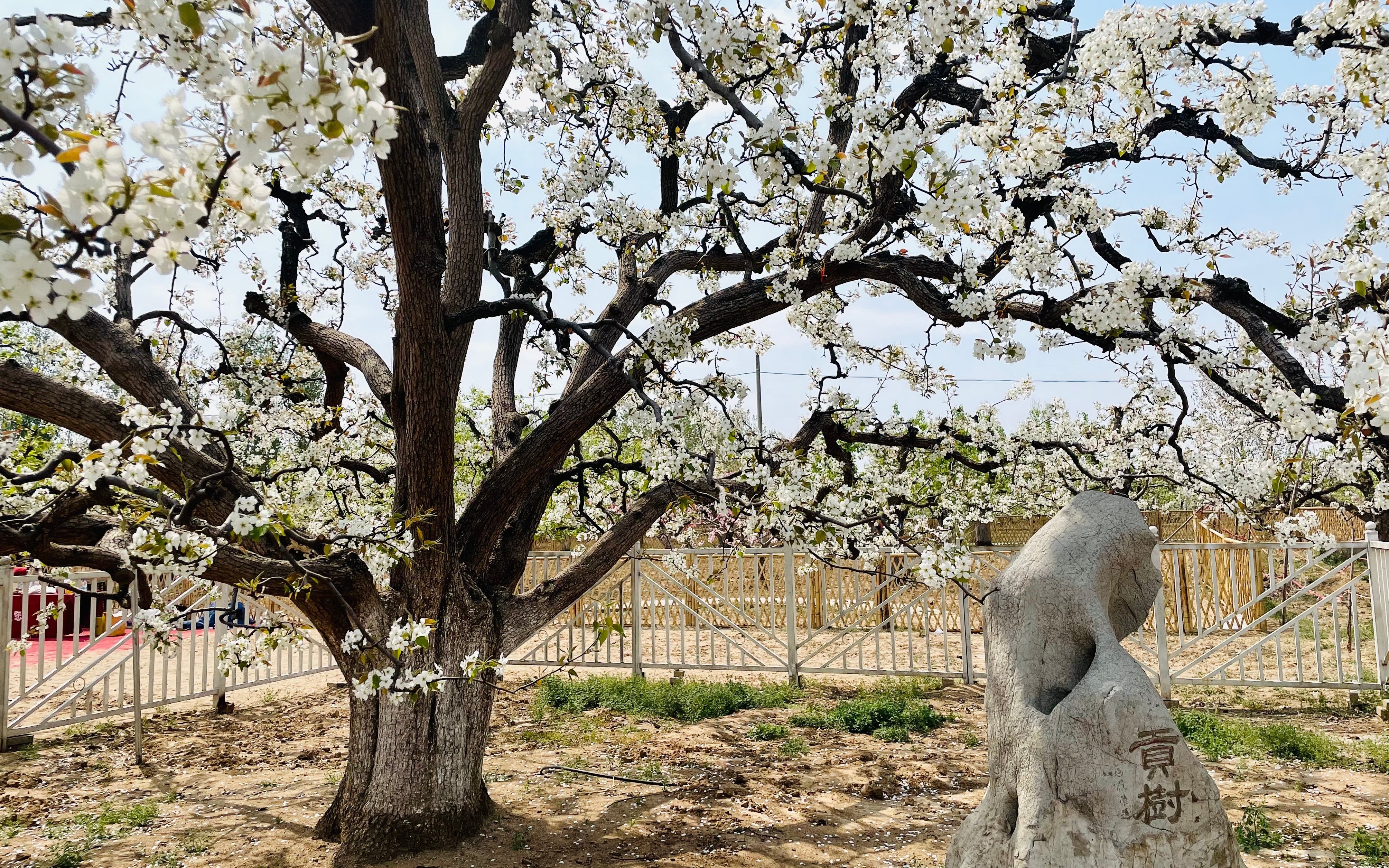 花海澎湃 孕育北京地标果品的429岁古梨树花期正盛