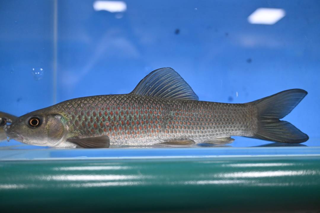 从濒临灭绝到规模养殖 四川平昌打造江口青鳙种业特色发展之路