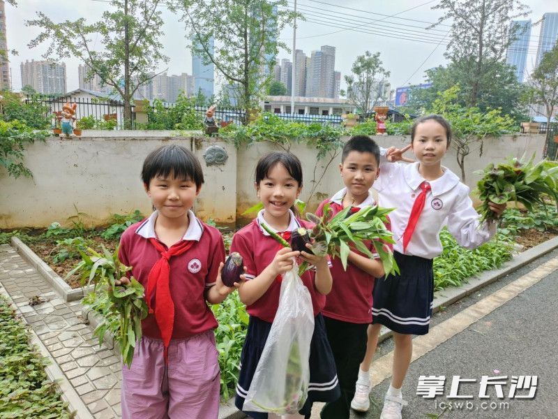 枫树山明昇小学:厨艺大比拼,"辣椒炒肉"必须会
