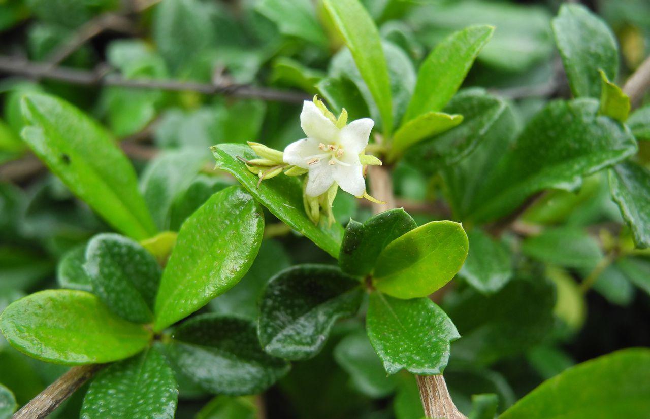 白花红果艳如脂——基及树