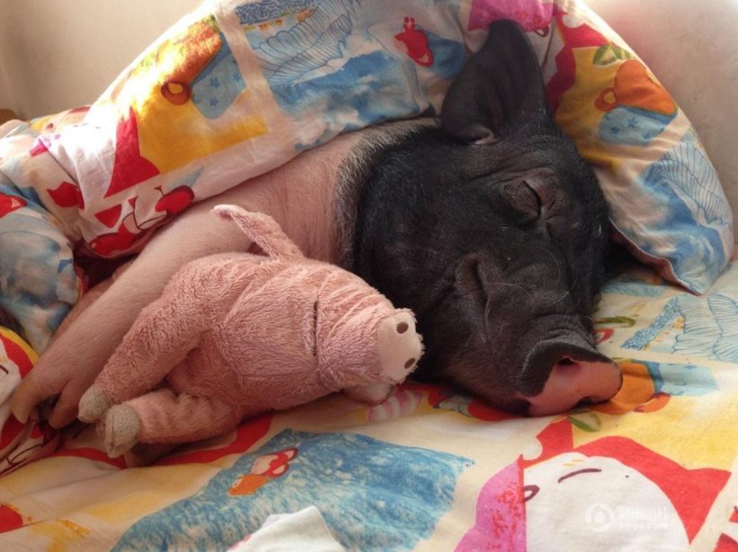 为什么"好吃懒做"的猪不得"糖尿病"?医生为大家揭晓答案