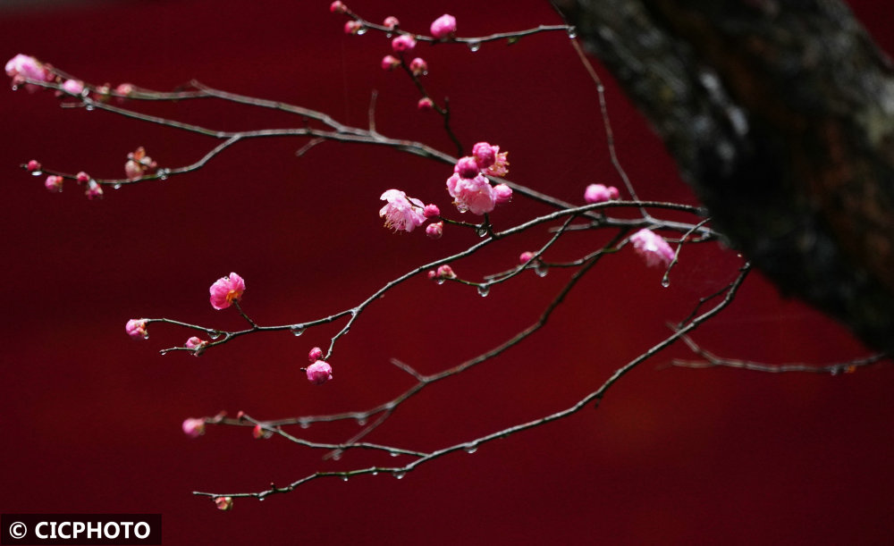 腊月梅花香图片