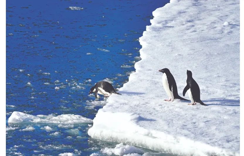 王娜 摄"考察队在南极半岛邻近海域和普里兹湾主要开展了海洋,海底底