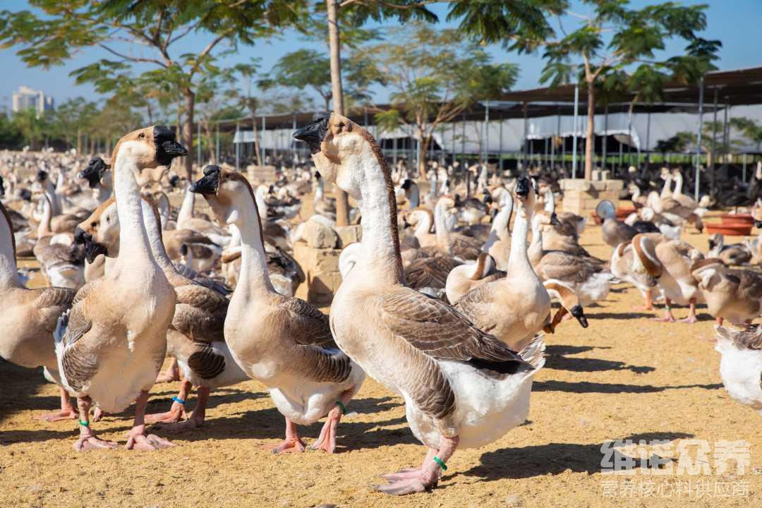 肉食鹅养殖技术 肉鹅养殖技术要点