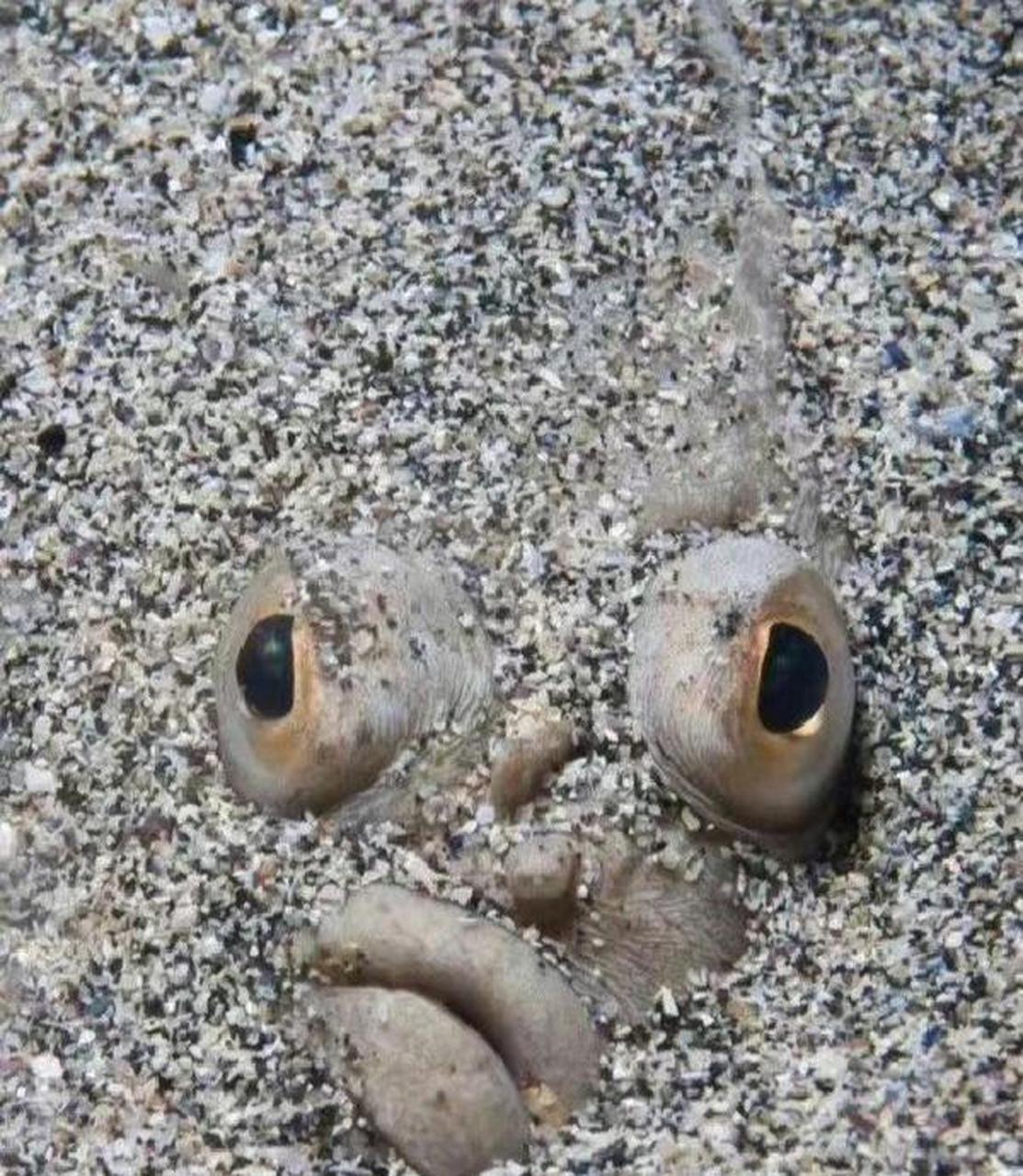 比目鱼宝宝小时候的样子vs长大后的样子