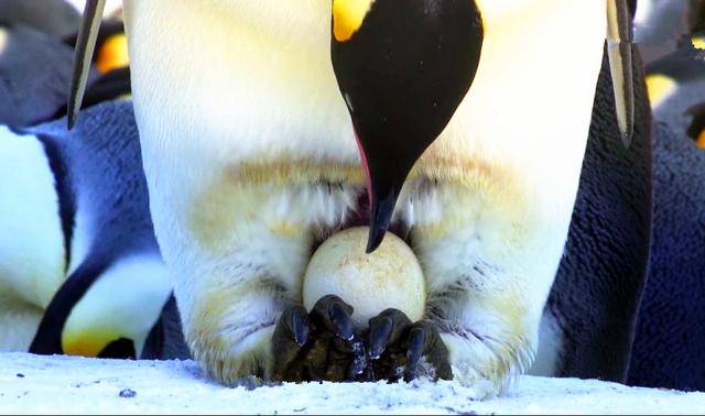 今天,我们就来探寻一下企鹅孵蛋的奇妙世界