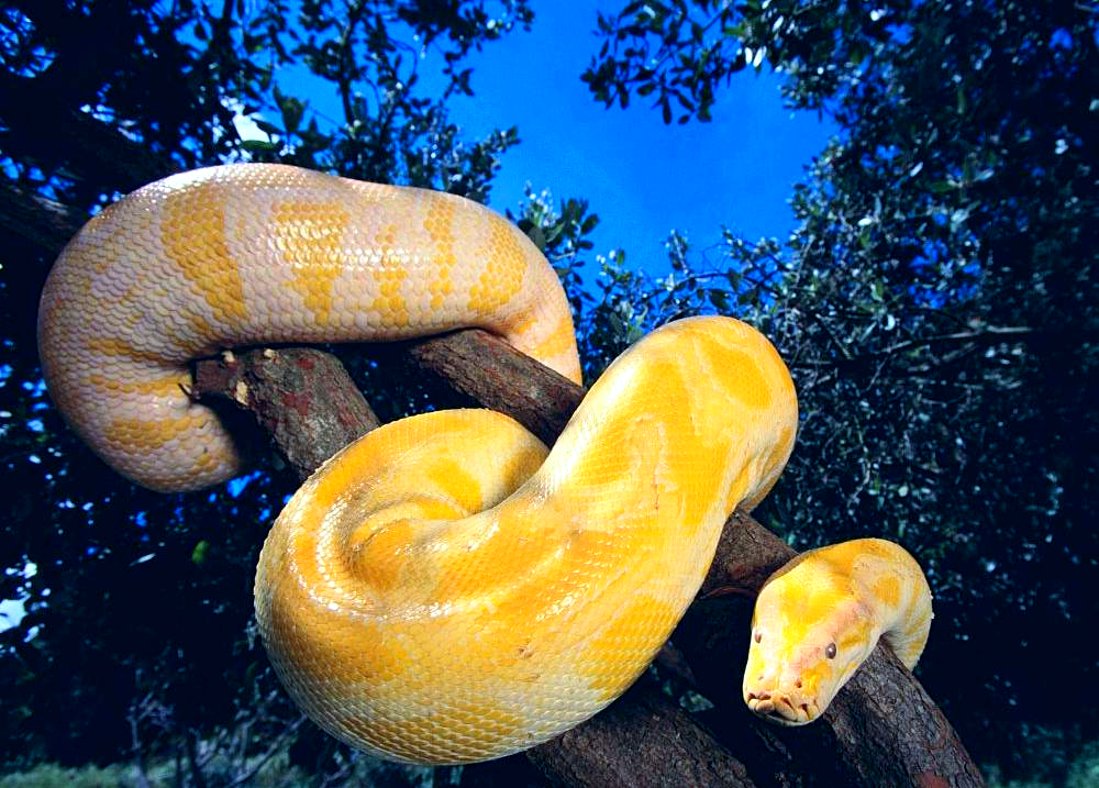 黄金蟒:一种稀有的缅甸蟒白化突变品种