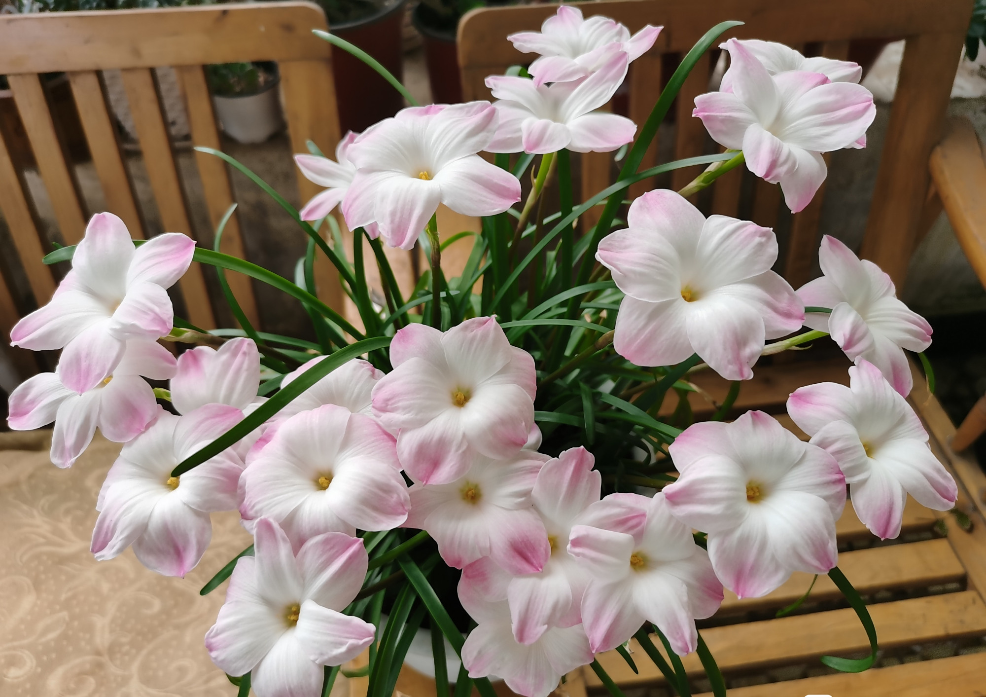 网红盆栽—胖丽丽,美丽又可爱,丰花勤花,养护简单,很值得拥有