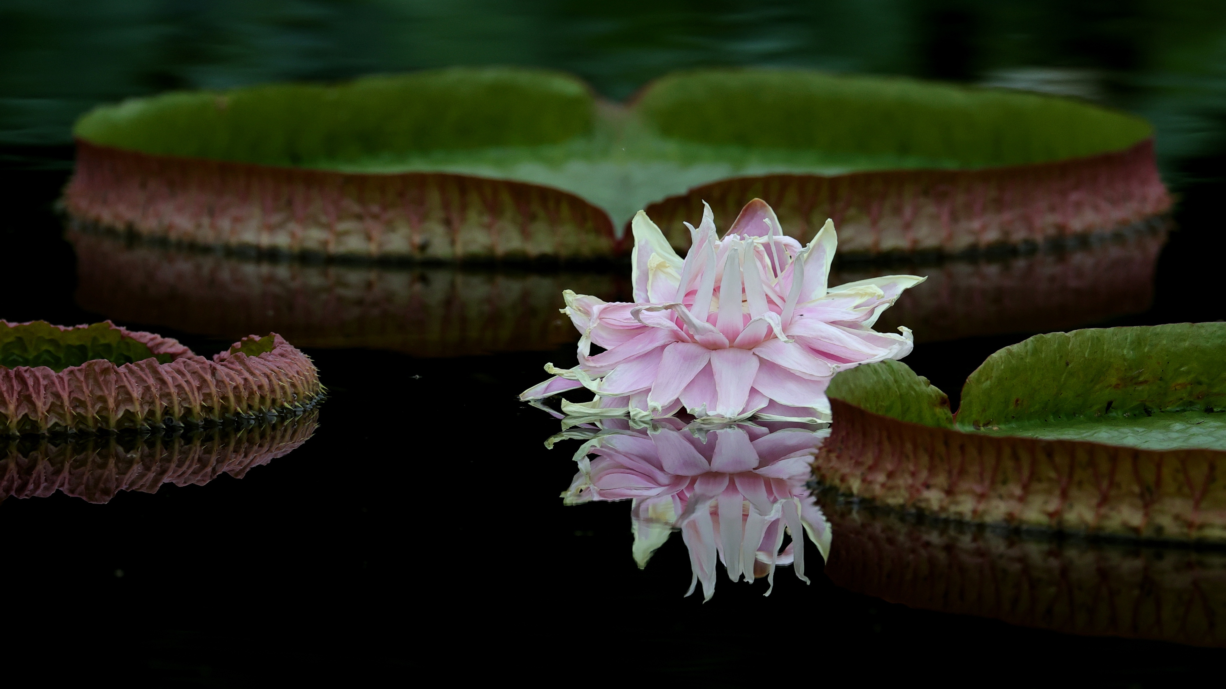 处暑时节,莲花池公园"水上花王"王莲盛放