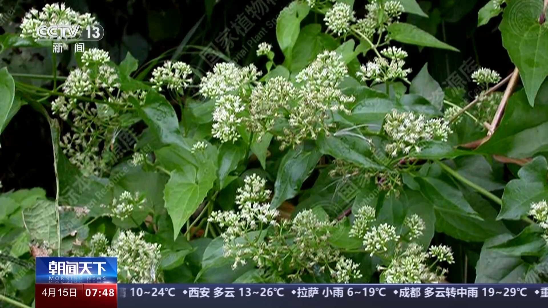 我国已记录有660多种外来入侵物种 面对外来物种入侵我们该如何应对?