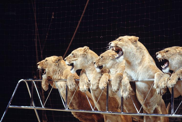 黑龙江马戏团惊险事件引发驯兽与表演争议