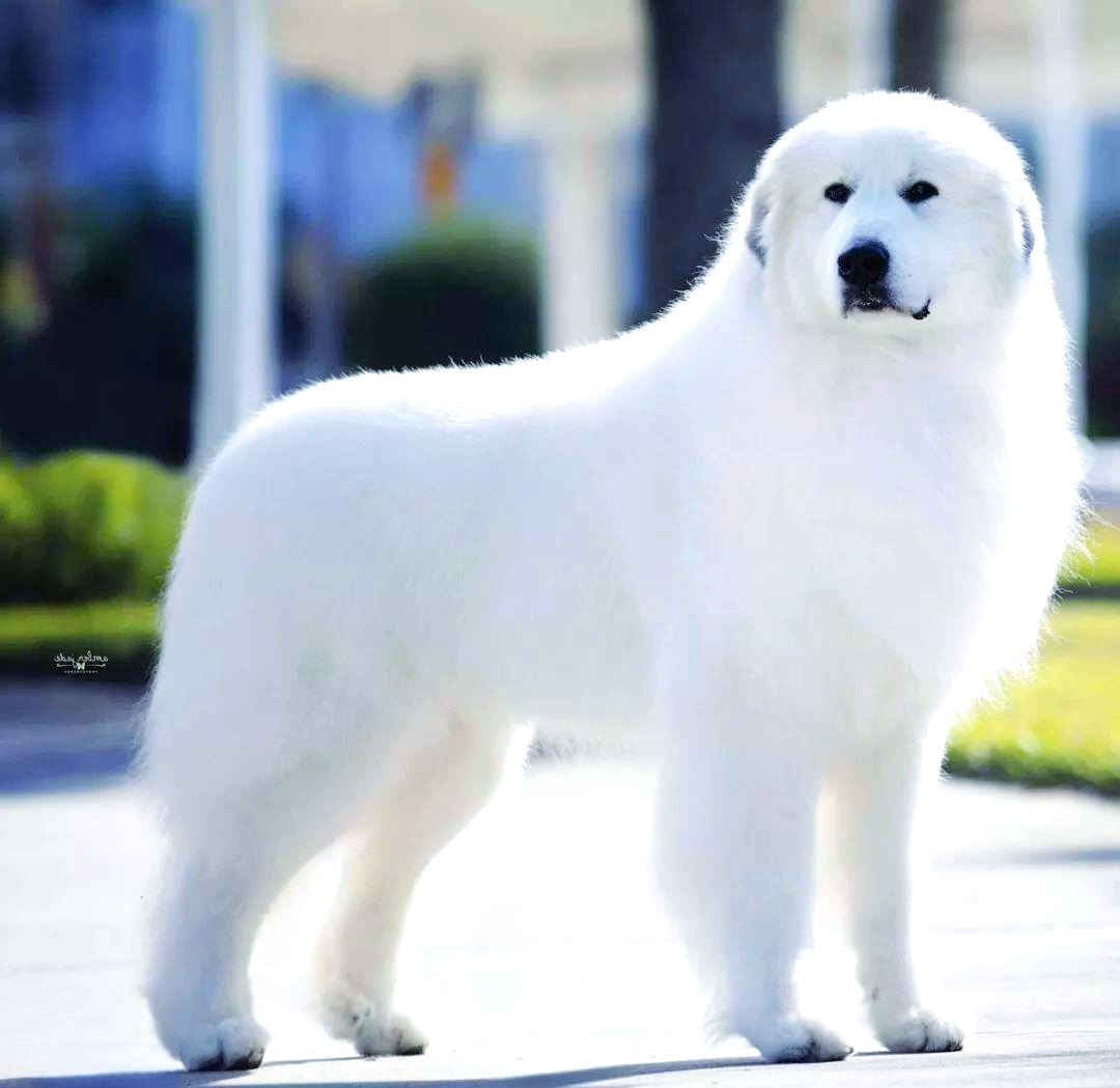 大白熊犬:守护家庭与工作的全能伙伴