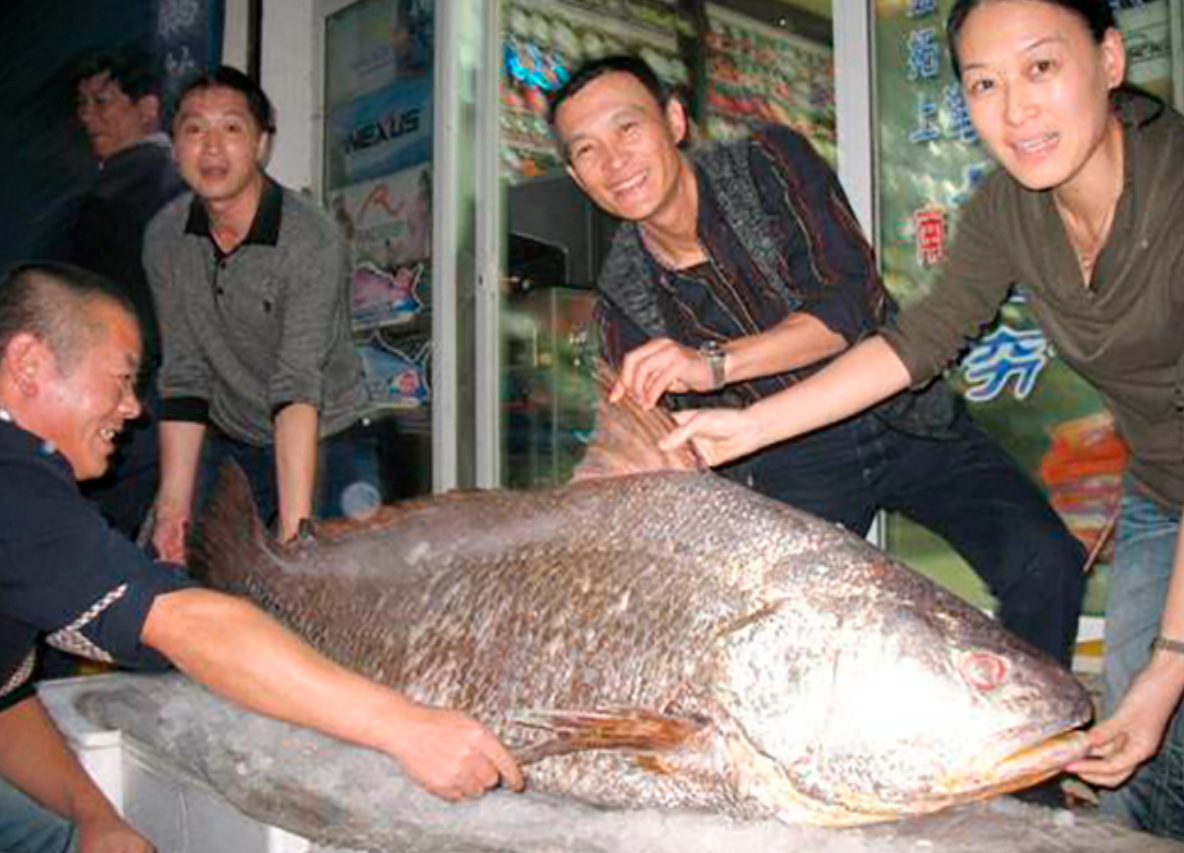 渔民捕到"天价鱼":一条价格卖到347万,黄唇鱼为何如此值钱?
