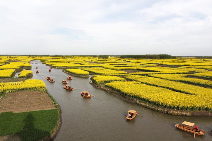 江苏水上油菜花田图片