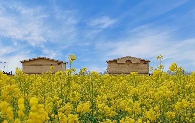 安平历史名人——崔寔