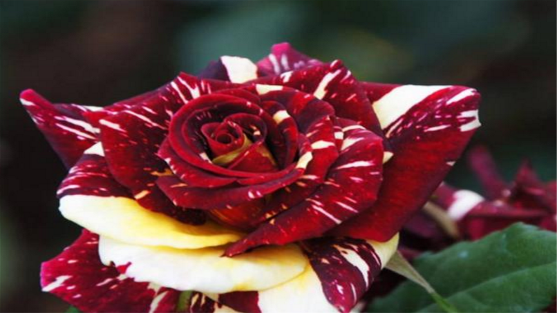 这6种冷门月季,开花妖艳,花期长,赶紧看看吧!