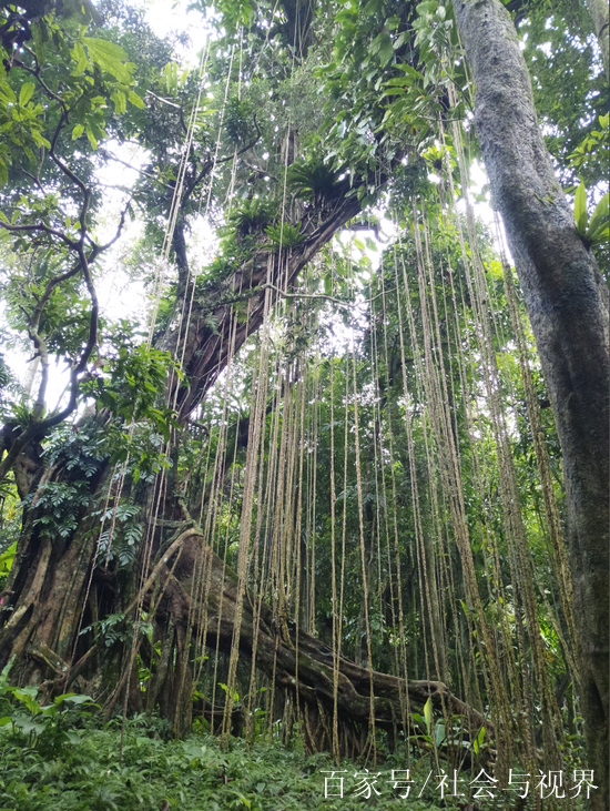 百花嶺瀑布,從山腳到山頂全程可觀瀑,高空雨林滑道堪稱一絕