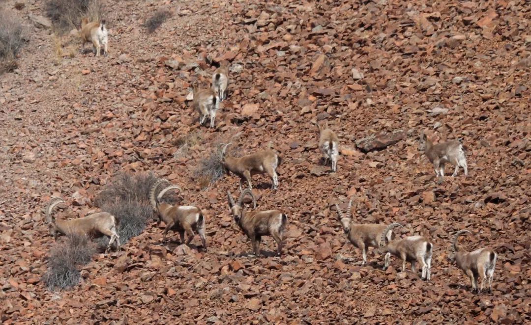 新疆东天山出现成群的北山羊,在山间上蹿下跳觅食,超爱舔岩壁