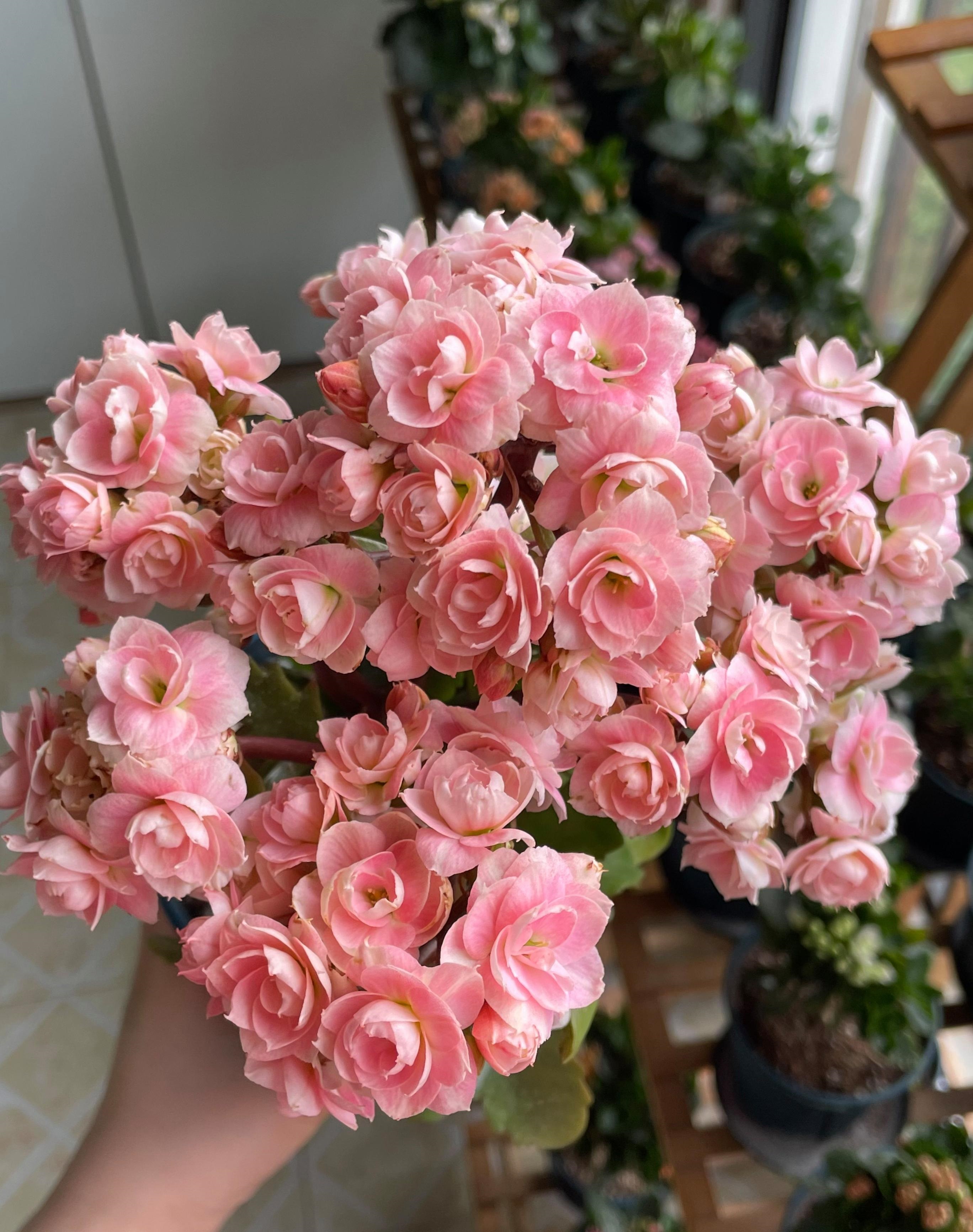 长寿花新品种—奶油慕斯,颜值高,花有香味,花量超多,多季绽放