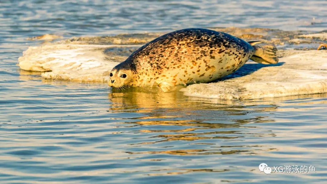 西太平洋斑海豹——水润盘锦(92)