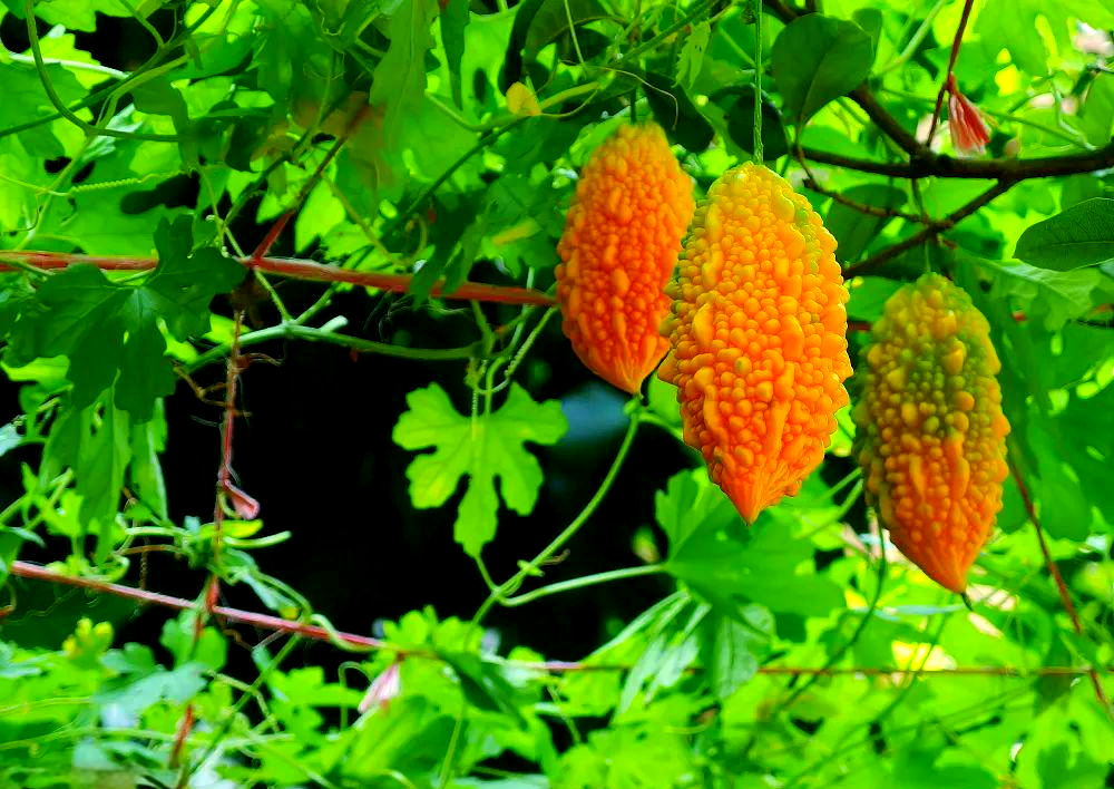 「探索水果世界」金铃子:一种美味且多功能的水果