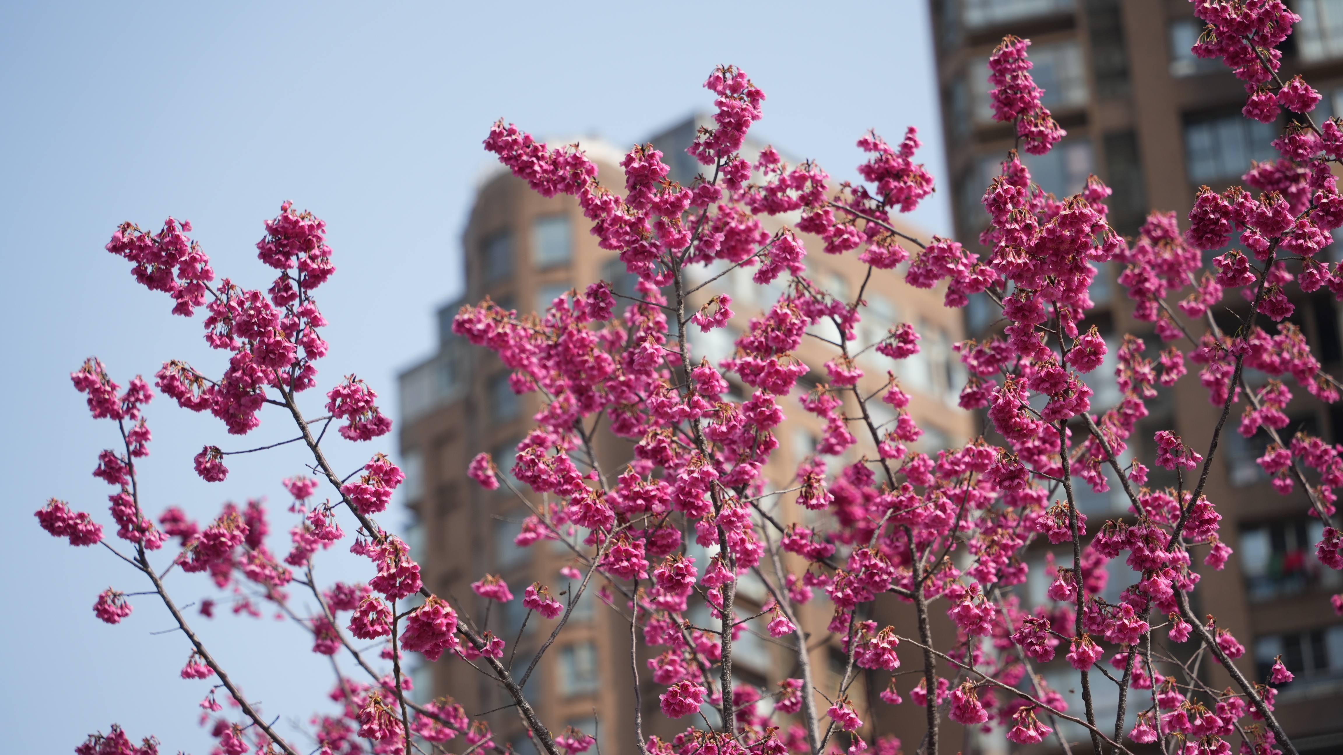 在静安欣赏山林美景:中兴公园福建山樱花盛开