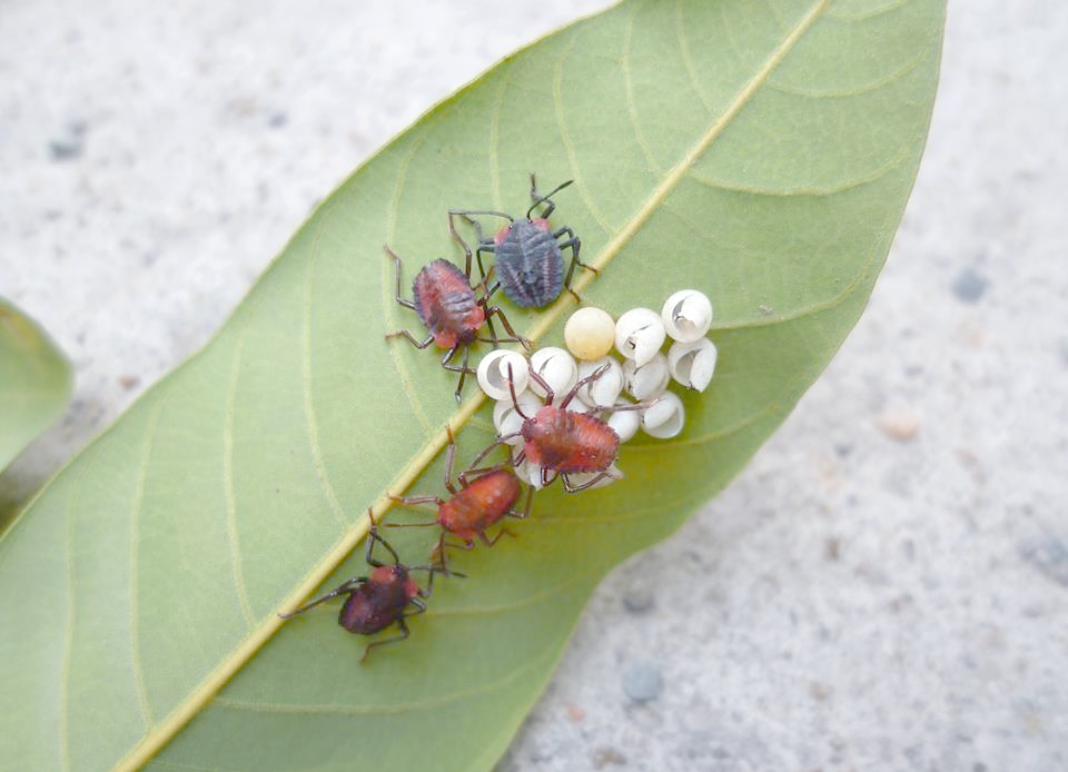 荔枝蝽蟓的危害及全面防治策略