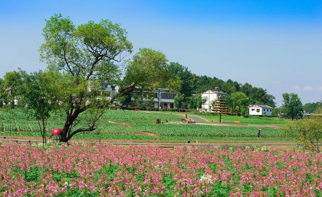 黄陂乡村美如画,宜居亦宜游