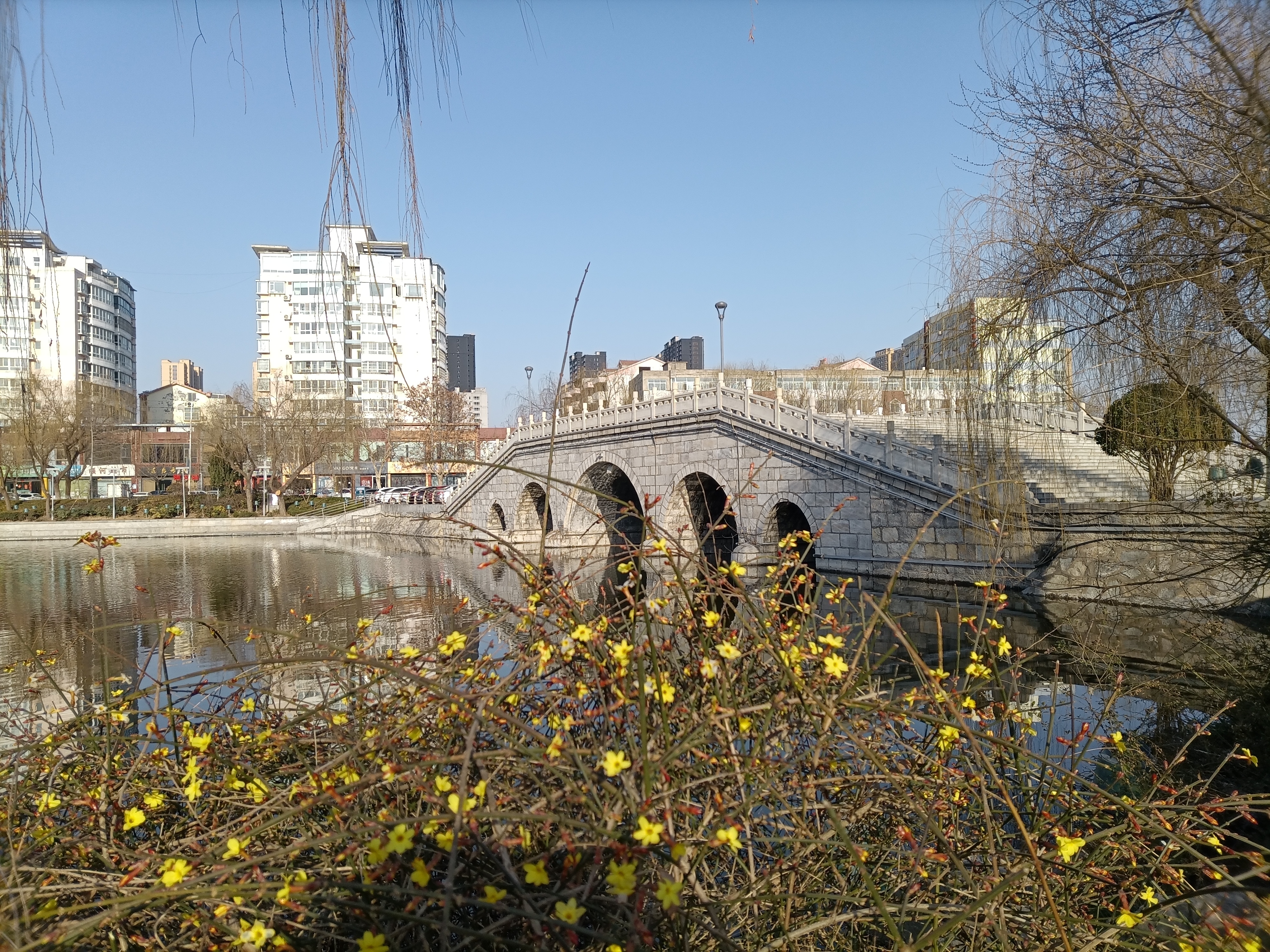 菏泽天香公园湖畔的迎春花 春暖花开系列 刘青