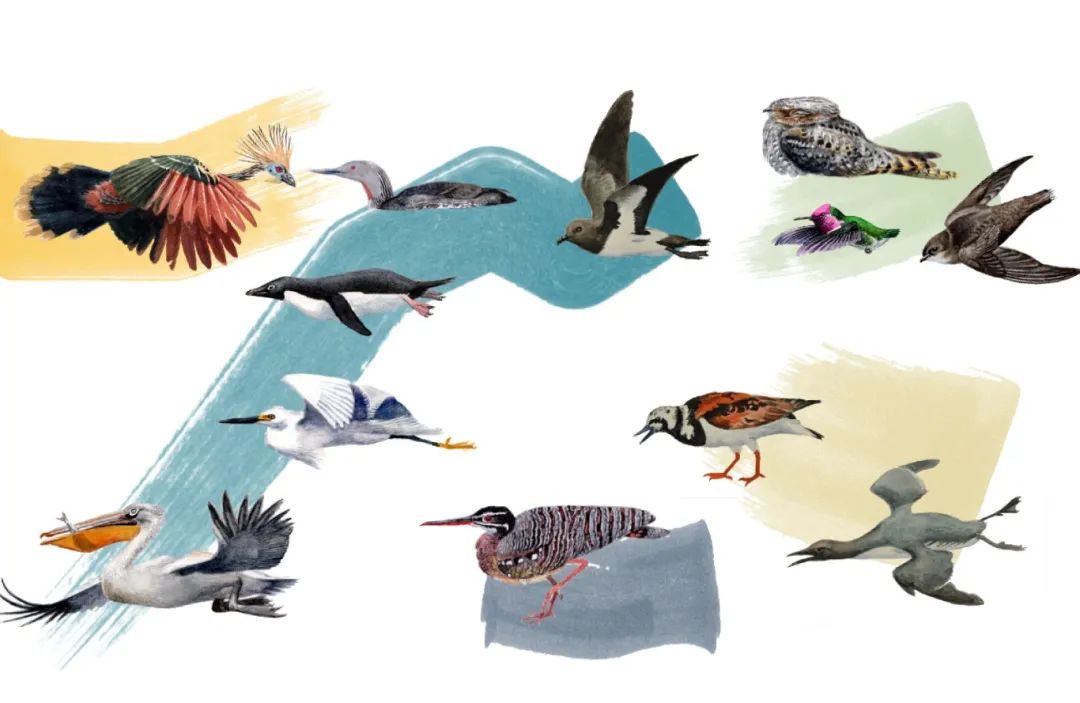 比对序列数据集为基础,将6000多万年前的鸟类大爆发后"辐射性演化"