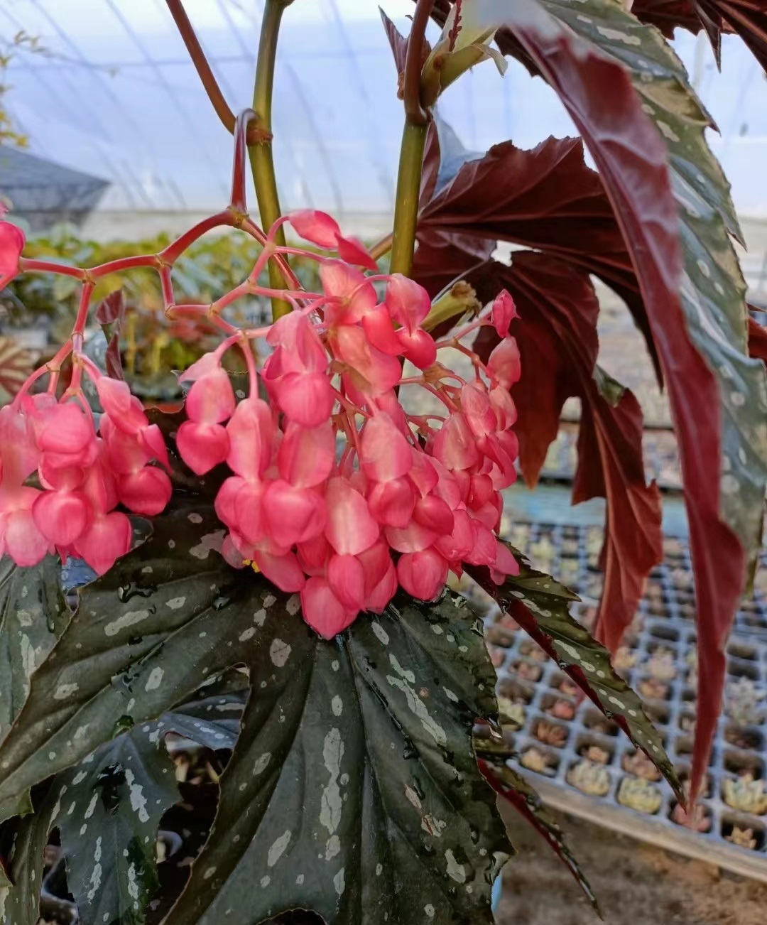 室内绿植"新宠儿"—苏菲秋海棠,耐阴好养,花叶俱美,超爱开花