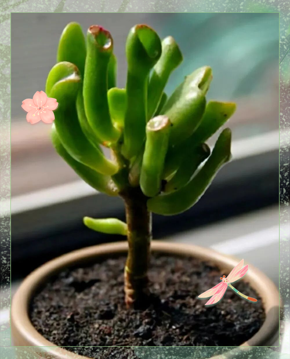 探秘青锁龙属:赏心悦目的多肉植物精选