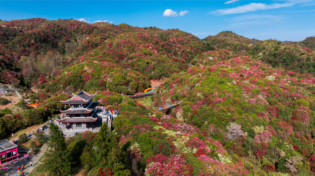 龙泉山百里杜鹃图片