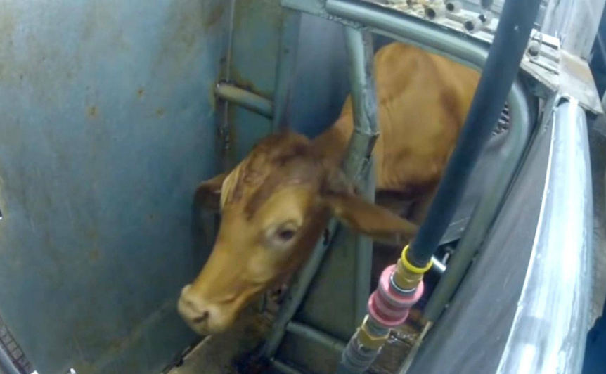 美国全自动流水线杀牛有多厉害?一头牛完整进去,出来就打包好了