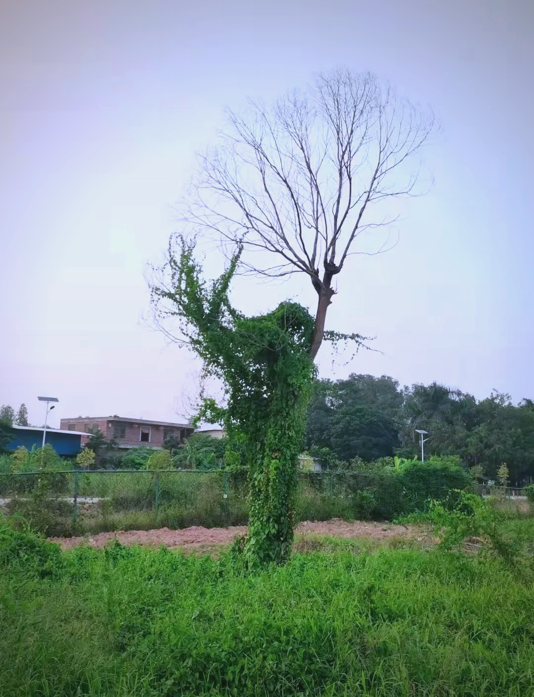 警惕薇甘菊:一种危害严重的外来入侵植物