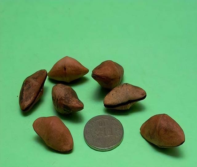 夹竹桃种子什么时候撤下去会发芽