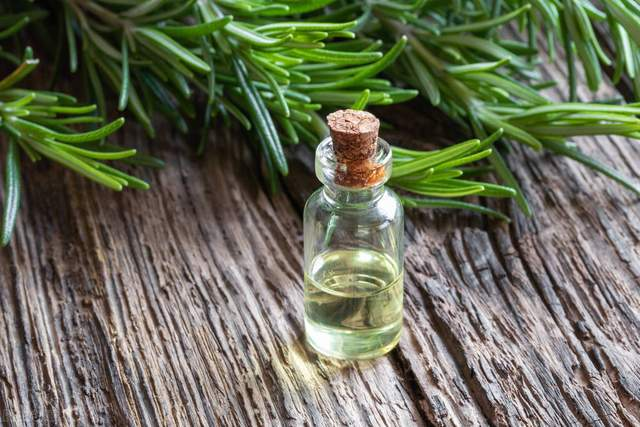 纯天然抗氧化剂|迷迭香提取物简介