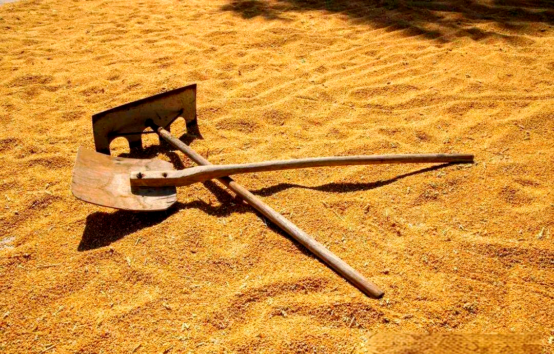 晒麦子的日子:阳光,汗水与情感