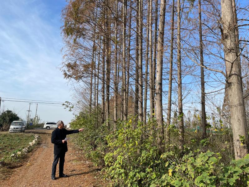 南谯区开展2022年度水杉农田林网核查工作