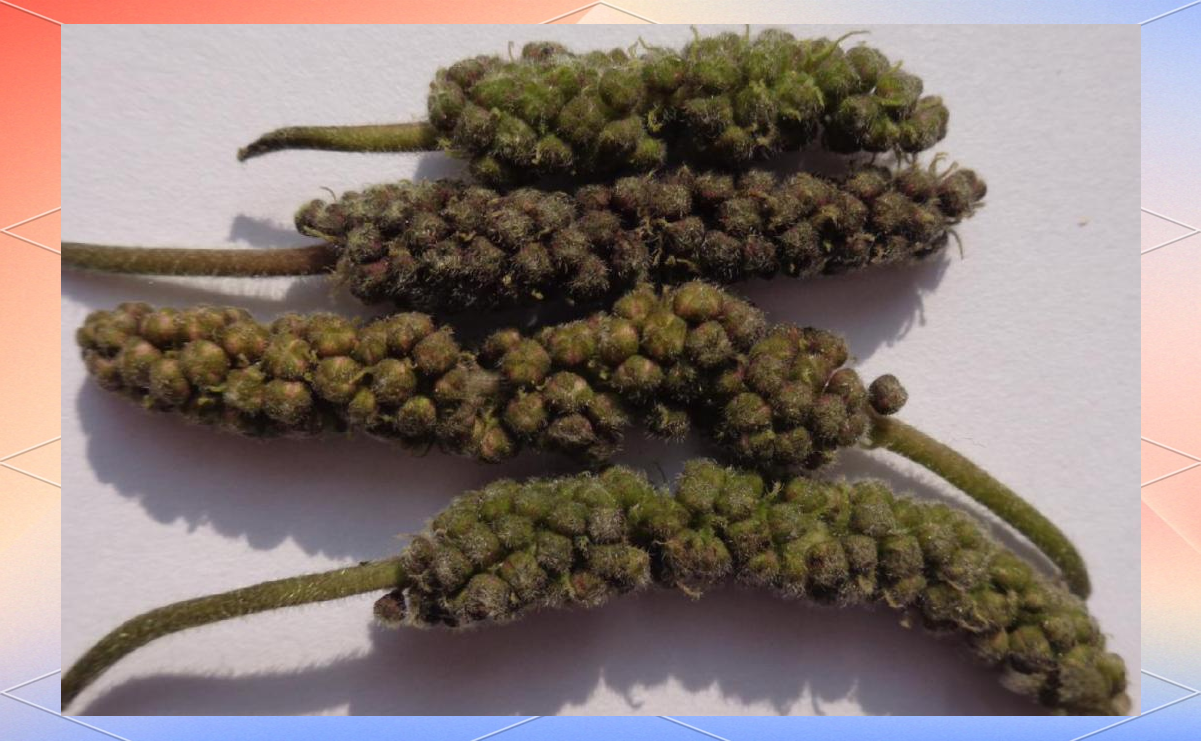 构树与楮树的区别与药用价值全解析