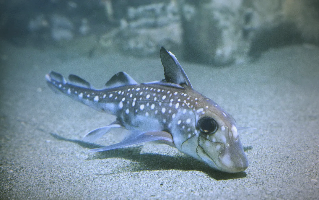 银鲛的外形特征鲜明:体色银白,光滑无鳞,头部宽大而身体相对较小,尾部