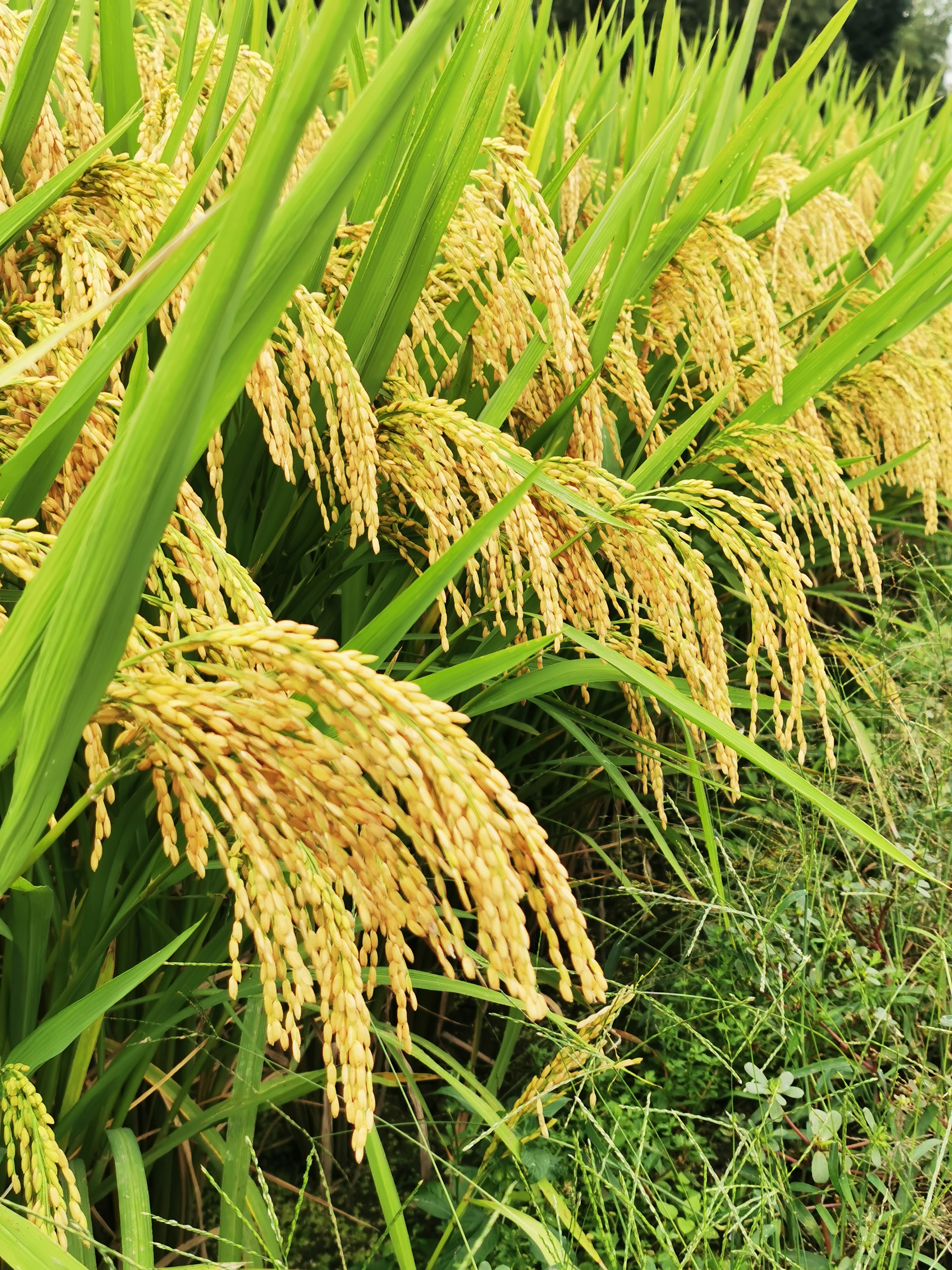 佳一吨稻水稻稻种实验田高产高抗性