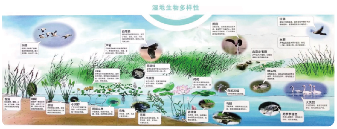 湿地生态系统