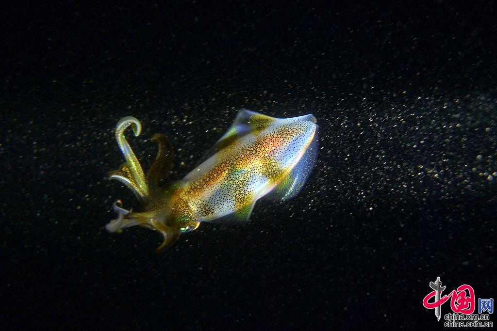 "夜光"鱿鱼闪闪发亮「组图」