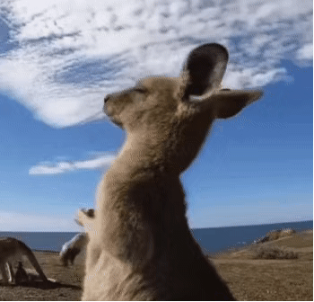 表情包:无爱一身轻